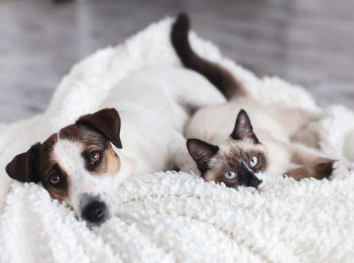 Tiere & Tierbedarf